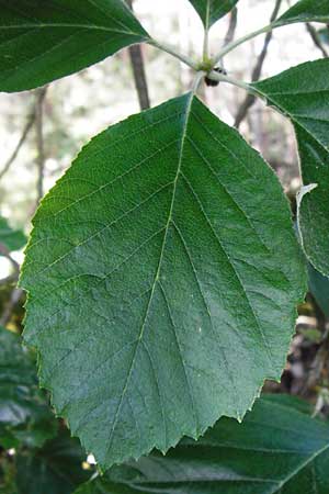 Sorbus hoppeana \ Hoppes Mehlbeere / Hoppe's Whitebeam, D Kallmünz 12.6.2014