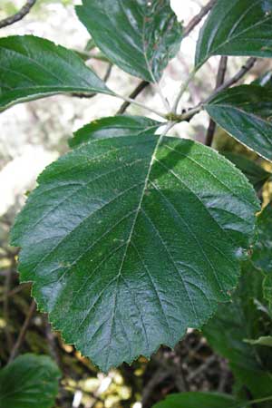 Sorbus hoppeana \ Hoppes Mehlbeere / Hoppe's Whitebeam, D Kallmünz 12.6.2014