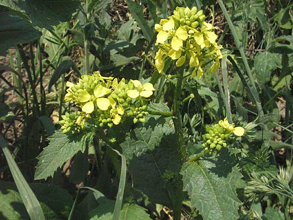 Sinapis arvensis \ Acker-Senf / Field Mustard, Charlock, D Bruchsal 7.5.2006