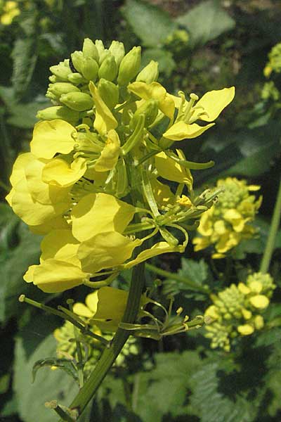 Sinapis arvensis \ Acker-Senf / Field Mustard, Charlock, D Bruchsal 7.5.2006
