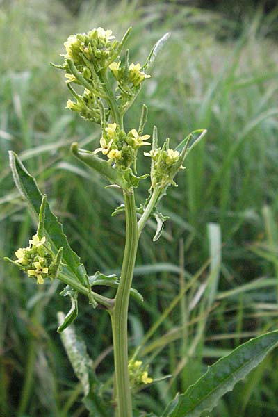 Sisymbrium officinale \ Weg-Rauke, D Odenwald, Nieder-Ramstadt 9.5.2006