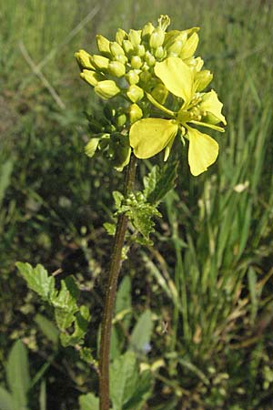 Sinapis alba \ Weier Senf, D Bruchsal 11.5.2006