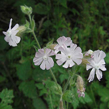 Silene dioica \ Rote Lichtnelke / Red Campion, D Bensheim 15.5.2006