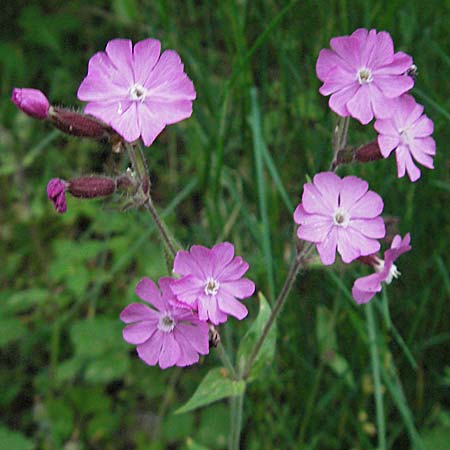 Silene dioica \ Rote Lichtnelke / Red Campion, D Bensheim 15.5.2006