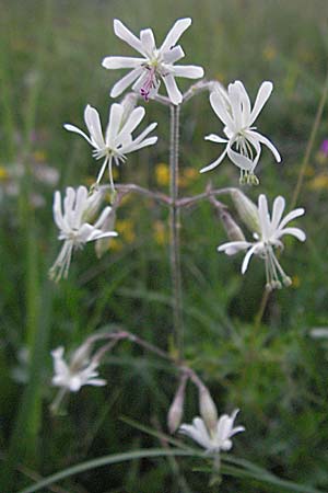 Silene nutans \ Nickendes Leimkraut / Nottingham Catchfly, D Bensheim 15.5.2006