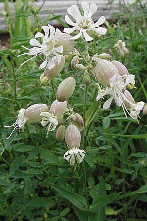 Silene vulgaris subsp. vulgaris \ Gewhnliches Leimkraut, Taubenkropf-Leimkraut / Bladder Campion, D Mannheim 18.5.2006