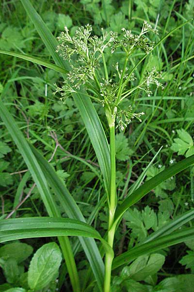 Scirpus sylvaticus \ Wald-Simse, Wald-Binse, D Odenwald, Unterabtsteinach 20.5.2006