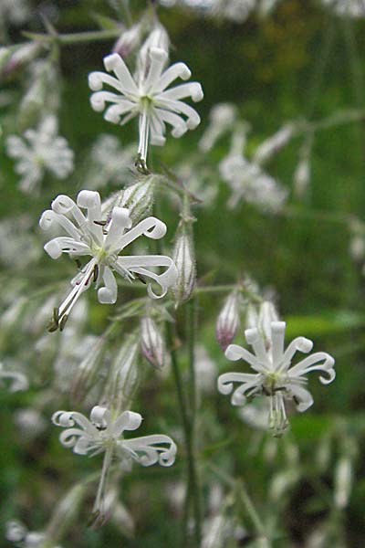 Silene nutans / Nottingham Catchfly, D Odenwald, Unterabtsteinach 20.5.2006