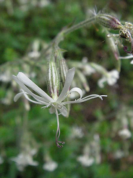 Silene nutans \ Nickendes Leimkraut / Nottingham Catchfly, D Odenwald, Unterabtsteinach 20.5.2006