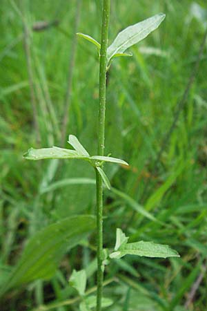 Sisymbrium officinale \ Weg-Rauke, D Odenwald, Unterabtsteinach 23.5.2006