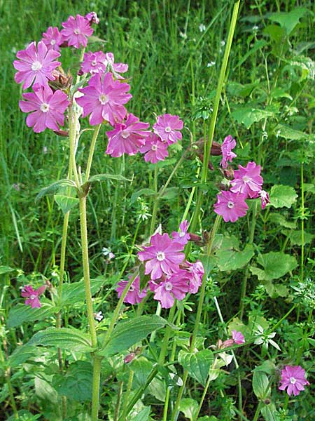 Silene dioica \ Rote Lichtnelke, D Odenwald, Hilsenhain 23.5.2006