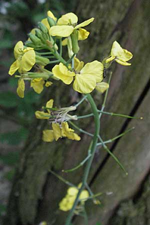 Coincya monensis subsp. cheiranthos \ Lacksenf / Wallflower Cabbage, D Mannheim 15.6.2006