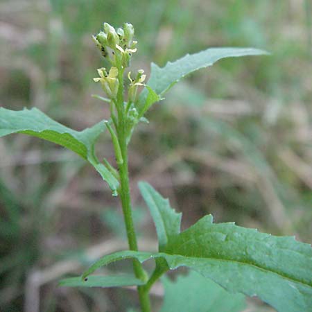 Sisymbrium officinale \ Weg-Rauke, D Odenwald, Unterabtsteinach 19.6.2006