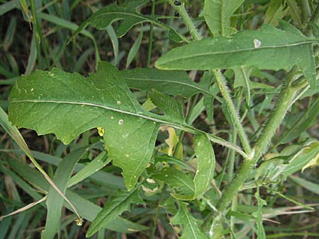 Sisymbrium loeselii \ Loesels Rauke, D Viernheim 7.7.2006