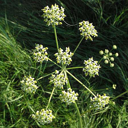 Silaum silaus \ Wiesen-Silge / Pepper Saxifrage, D Mannheim 24.7.2006