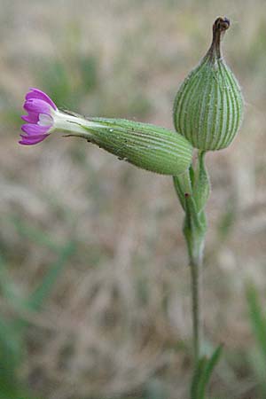 Silene conica \ Kegel-Leimkraut, D Sandhausen 7.5.2007