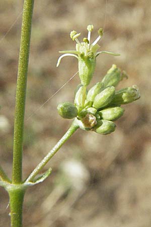 Silene otites \ Ohrlffel-Leimkraut / Spanish Catchfly, D Sandhausen 25.5.2007