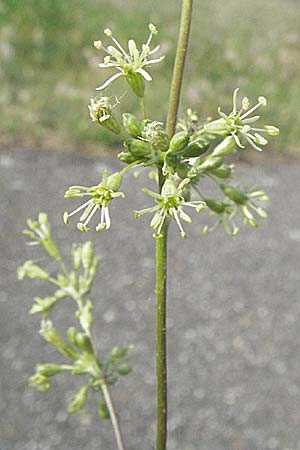 Silene otites \ Ohrlffel-Leimkraut / Spanish Catchfly, D Sandhausen 25.5.2007