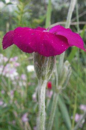 Silene coronaria \ Kronen-Lichtnelke, Kranz-Lichtnelke, D Mannheim 28.6.2007