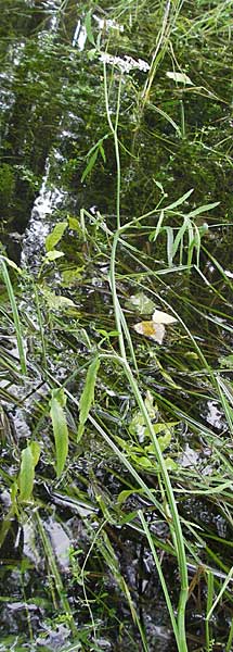 Sium latifolium \ Groer Merk, Breitblttriger Merk / Greater Water Parsnip, D Pfalz, Speyer 28.7.2007