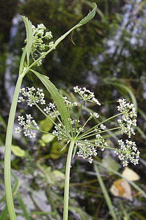 Sium latifolium \ Groer Merk, Breitblttriger Merk / Greater Water Parsnip, D Pfalz, Speyer 28.7.2007