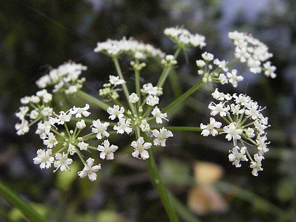 Sium latifolium \ Groer Merk, Breitblttriger Merk / Greater Water Parsnip, D Pfalz, Speyer 28.7.2007