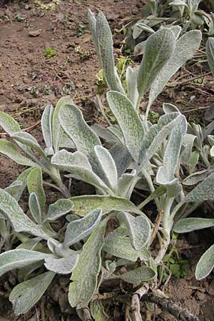 Sideritis syriaca \ Syrisches Gliedkraut, Griechischer Bergtee / Greek Mountain Tea, Shepherd`s Tea, D Botan. Gar.  Universit.  Mainz 11.7.2009