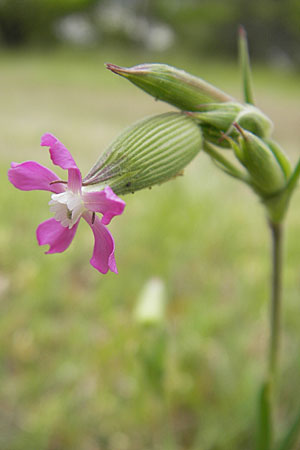 Silene conica \ Kegel-Leimkraut / Sand Campion, D Mainz 15.5.2010