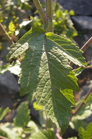 Sinapis alba \ Weier Senf / White Mustard, D Mannheim 20.9.2011