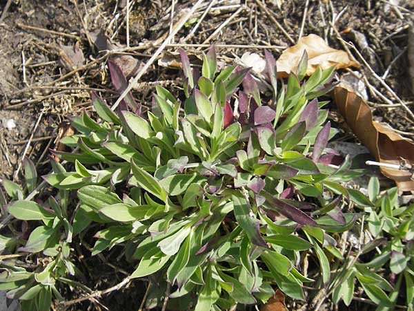 Silene vulgaris var. humilis / Calaminarian Bladder Campion, D Stolberg 30.4.2012