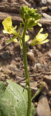 Sinapis alba \ Weier Senf / White Mustard, D Heidelberg 21.7.2012