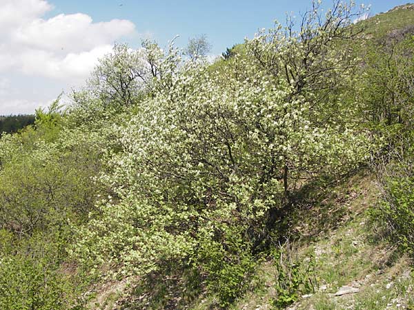 Sorbus isenacensis \ Eisenacher Mehlbeere / Eisenach Whitebeam, D Thüringen, Eisenach 8.5.2013