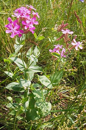 Silene armeria \ Nelken-Leimkraut / Sweet-William Campion, D Rhön, Milseburg 6.7.2013