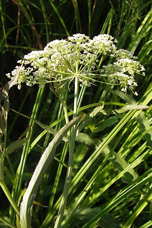 Sium latifolium \ Groer Merk, Breitblttriger Merk / Greater Water Parsnip, D Lampertheim 16.8.2013