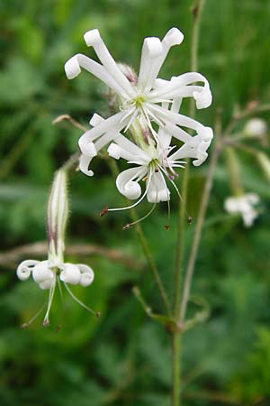 Silene nutans \ Nickendes Leimkraut, D Pfungstadt 29.5.2014