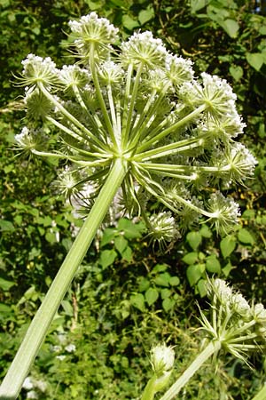 Seseli libanotis \ Heilwurz / Moon Carrot, D Weltenburg 13.6.2014