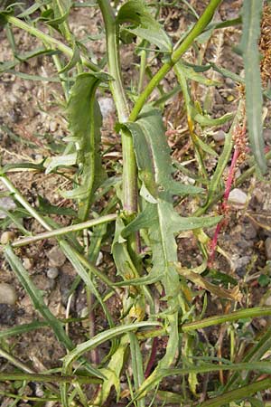 Senecio inaequidens \ Schmalblttriges Greiskraut / Narrow-Leaved Ragwort, D Mannheim 28.9.2014