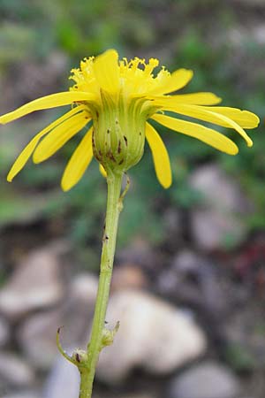 Senecio inaequidens \ Schmalblttriges Greiskraut / Narrow-Leaved Ragwort, D Mannheim 2.11.2014