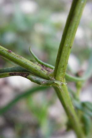 Senecio inaequidens / Narrow-Leaved Ragwort, D Mannheim 2.11.2014