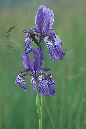 Iris sibirica \ Sibirische Schwertlilie / Siberian Iris, D Wellheim im Urdonautal 11.6.2005