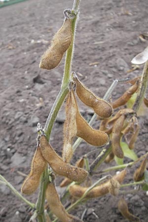 Glycine max / Soy Bean, D Reilingen 6.10.2011