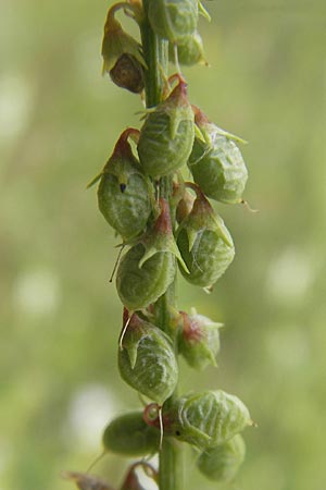 Melilotus albus \ Weier Steinklee, Weier Honigklee, D Viernheim 23.7.2009