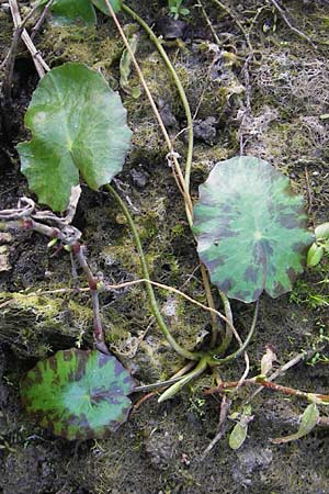 Nymphoides peltata \ Seekanne, D Groß-Gerau 21.9.2011