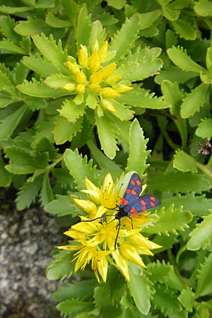 Sedum middendorffianum var. diffusum \ Ausgebreitete Asienfetthenne, Grnes Amur-Sedum / Extended Stonecrop, D Hemsbach 22.6.2012