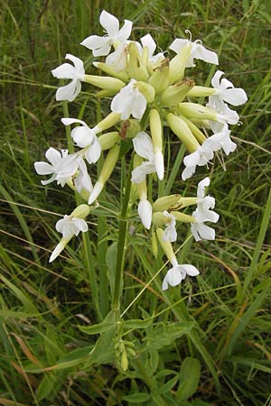 Saponaria officinalis / Soapwort, D Mainz 30.6.2012