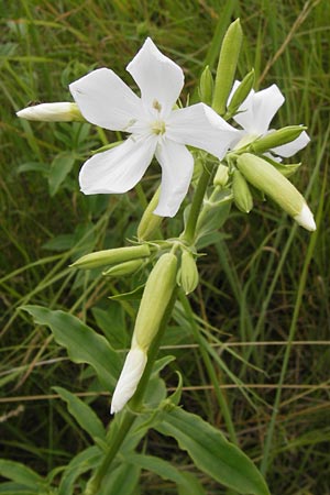 Saponaria officinalis \ Gemeines Seifenkraut, D Mainz 30.6.2012