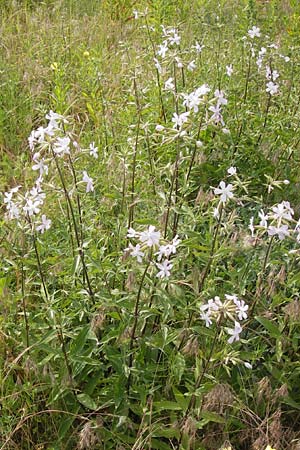 Saponaria officinalis / Soapwort, D Mannheim 24.6.2013