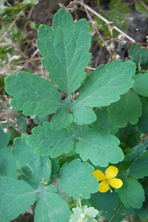 Chelidonium majus \ Groes Schllkraut, D Mannheim 16.7.2013