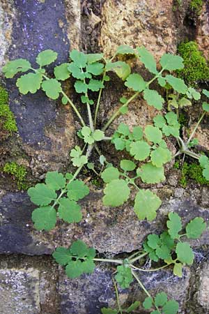 Chelidonium majus \ Groes Schllkraut, D Mainz 22.11.2014