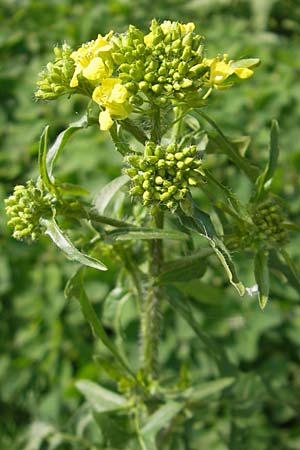 Sisymbrium loeselii \ Loesels Rauke / False London Rocket, D Mannheim 3.5.2009